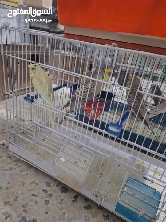 غرفة طيور حب هوغو وبردات انكليزي على هوغو للبيع بسعر حرق
