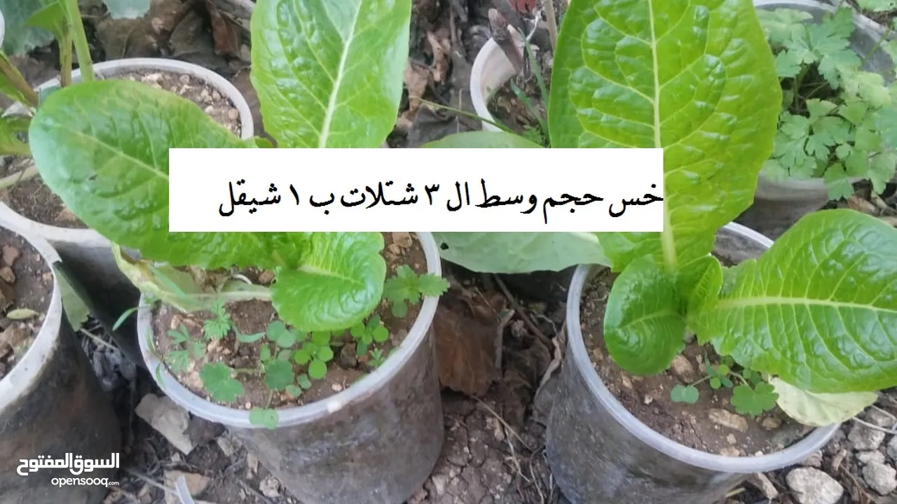 شتلات خس ونعنع