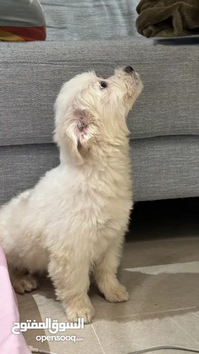 Maltese puppy 3 month old