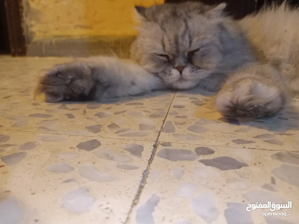 قطه هملايا انثى