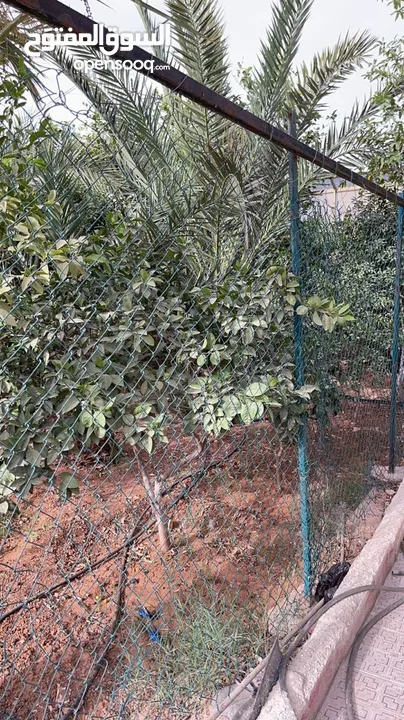 مزرعة للبيع في الغور في منطقة الروضة  المزرعة لم تؤجر و استخدام شخصي فقط