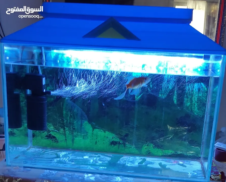 one fish aquarium with one gold fish