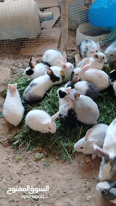 ارانب بلدي.. فرنسي..الذبح...جميع الوان والعمار وانثى وذكور...