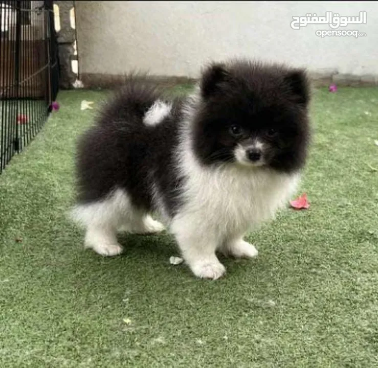 "Tiny Treasure: Meet Your Perfect Pomeranian Pal!"