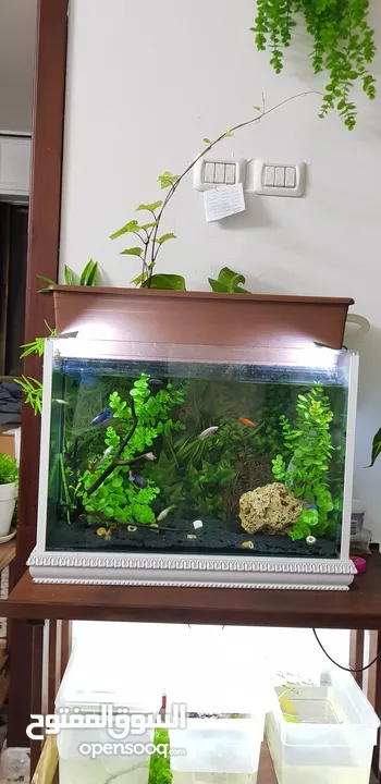 حوض سمك كامل مع سمك