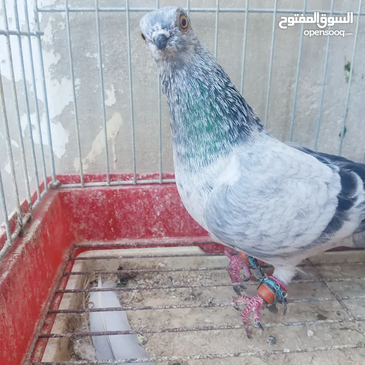 حمام للبيع