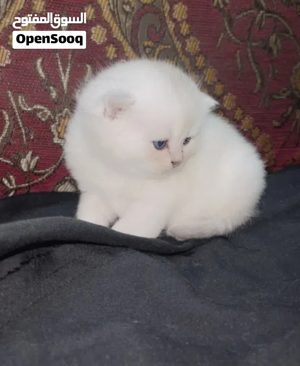 Pure Scottish/ بيور سكوتش