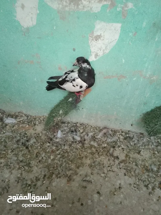طيره اول خيرها