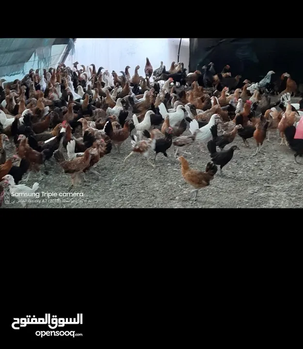 دجاج  عماني