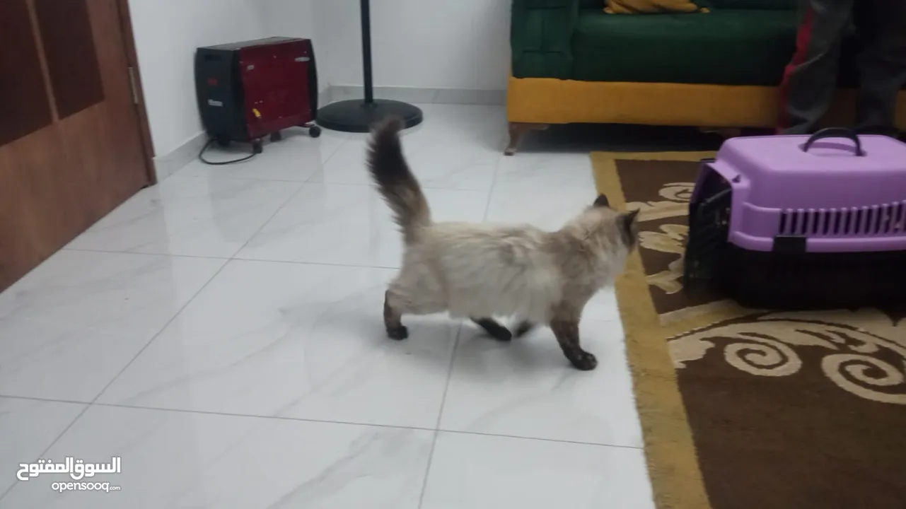قط شيرازي قطة هملايا