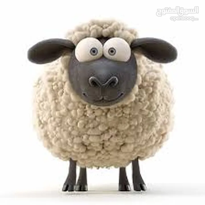 لحام جزار اضاحي متنقل ... ذبح ... سلخ ... تقطيع