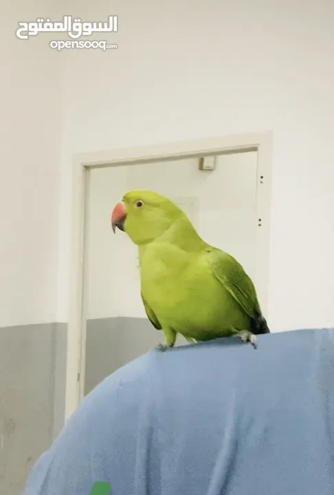 Indian Ringneck parrot