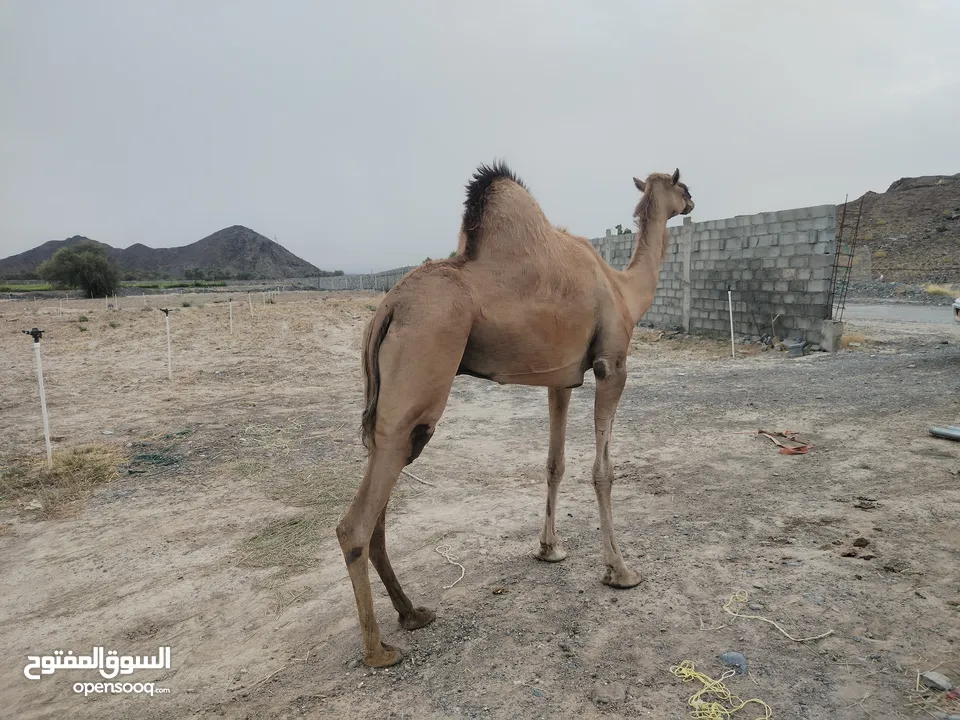 بوش لحم سمان