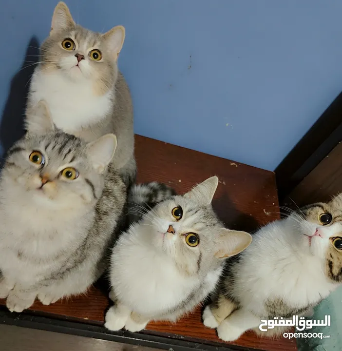 Available kittens for sale high quality breed Cats (Silver British breed & Scottish straight breed.)