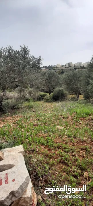 Land for Sale – Marda, Salfit (13.8 Donums) أرض للبيع – مردة، سلفيت (13.8 دونم)