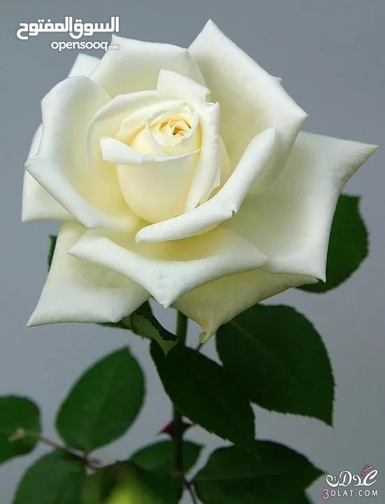 ابو منصور ابو منصور
