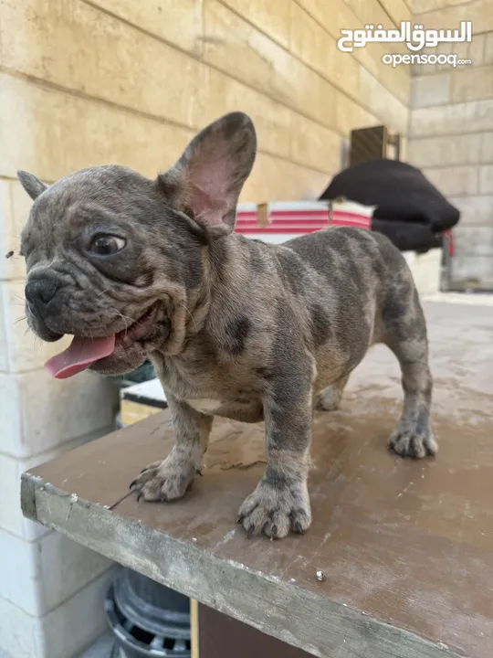 French bulldog puppies 2months