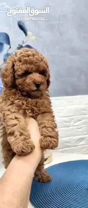 Pure toy poodle