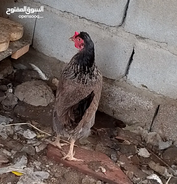دجاجتين عرب صحه خير من الله مال بيت  