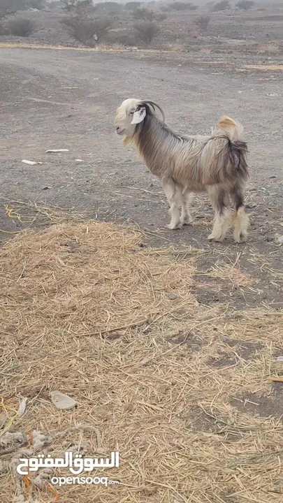 شاه نوادر سمينه فووول فوول سمنه  فقط اخر