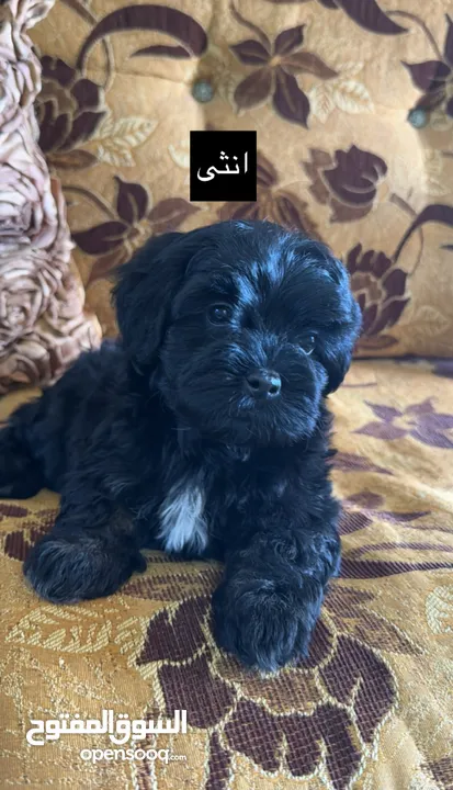 جراء فرينش تيرير للبيع