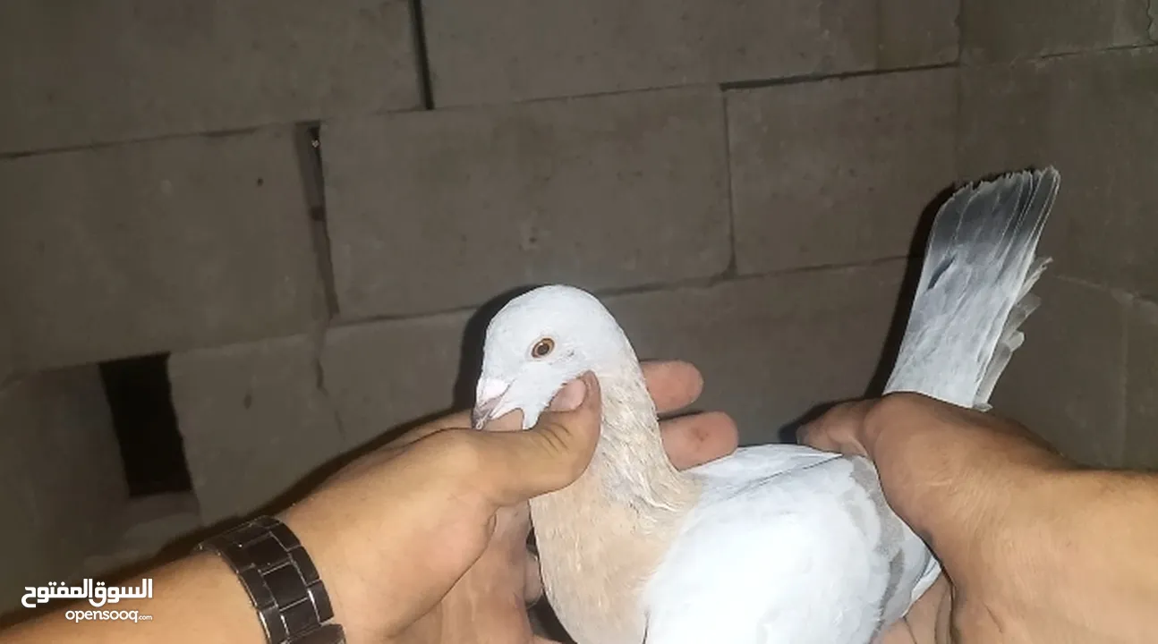 مخلف العام عمر سنه