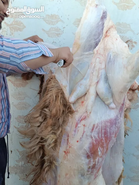 لحام منزلي متنقل لذبح كافة الاضاحي والعقائق والنذور