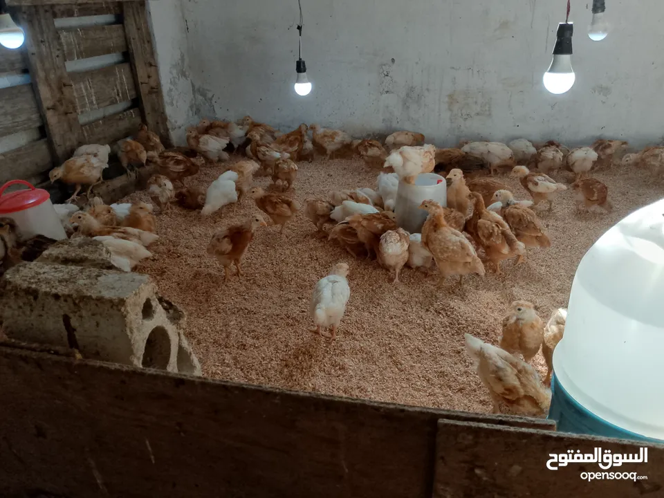 متاح صوص لوهمن براون البزره الاصليه