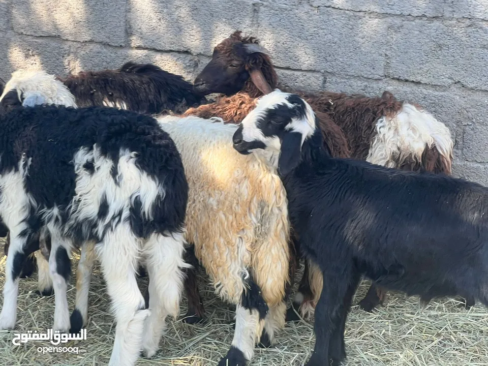 حملات نجديات اصل + كبشان نجديات وعمانيات حلال طيب للتربيه وللذبح جاهزات كل شي سليم