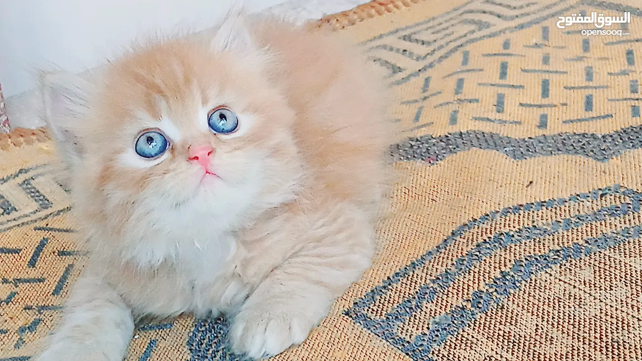 كيتنز بيرشن بيور مدربين ومطعمين حشرات 47 يوم