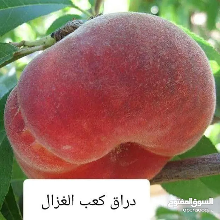 مشاتل السهل الأخضر الزراعيه