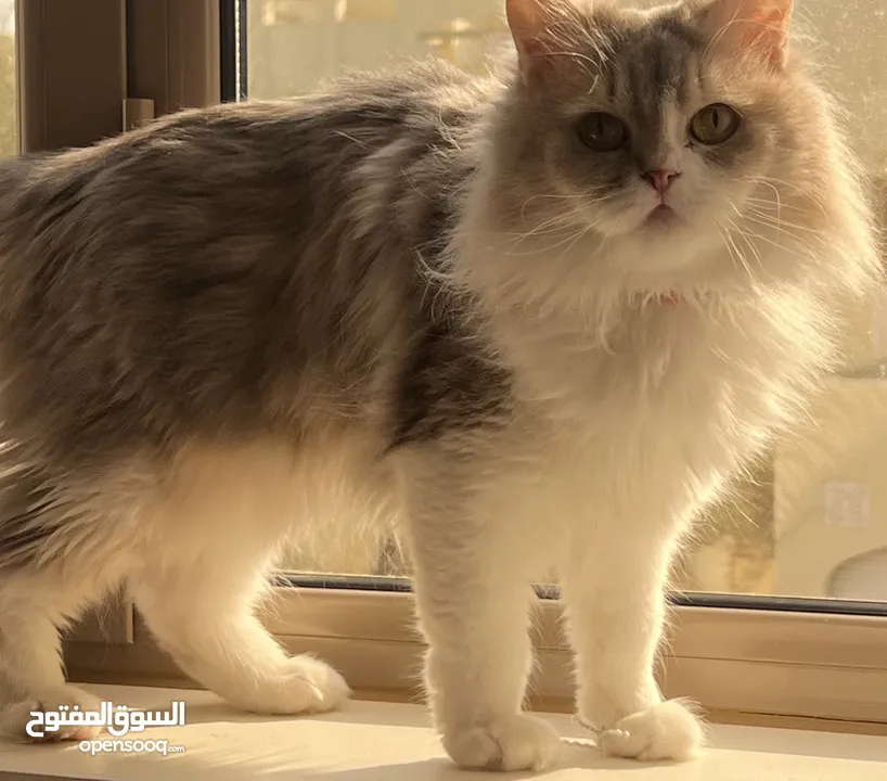 للتبني قطه شيرازيه العمر 6 سنوات ( صغيره الحجم )