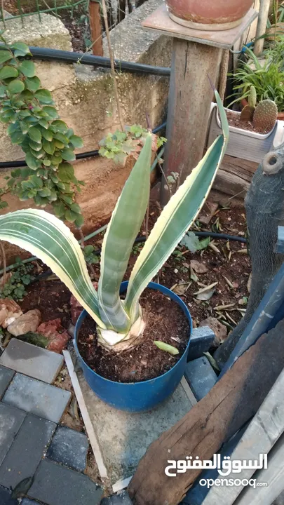 الواحة الخضراء  اعمال تقليم زراعة وعناية وترتيب حول المنزل