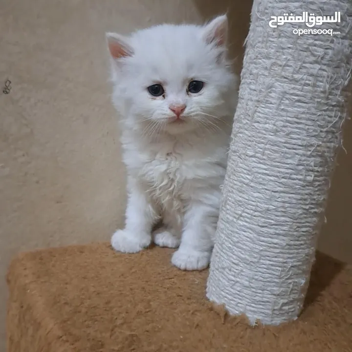ما شاء الله تبارك الله ..... مجموعة من الكتنز بأنوع مختلفة .... .. (موجود تفاااصيل اكتر بالوصف) ..
