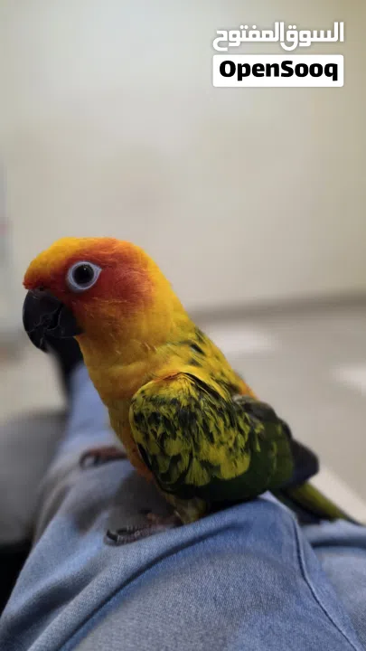 صن كنيور اليف جدا و لعوب للبيع لعدم التفرغ