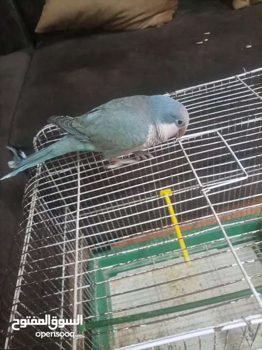 ببغاء كويكر آليف متكلم لون مميز أزرق بسعر مغري معه قفص وأكل بقلد أصواط ونغمات كثير بدك فيديوهات موجو