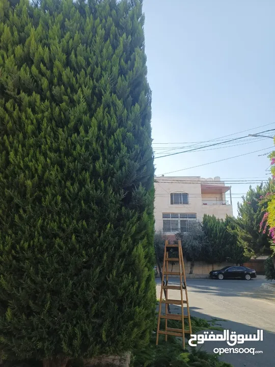 جميع انواع الاشجار  وفريق لصيانة وتنسيق جميع الحدائق والأشجار