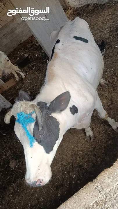 بقرة بطن ثالث للبيع