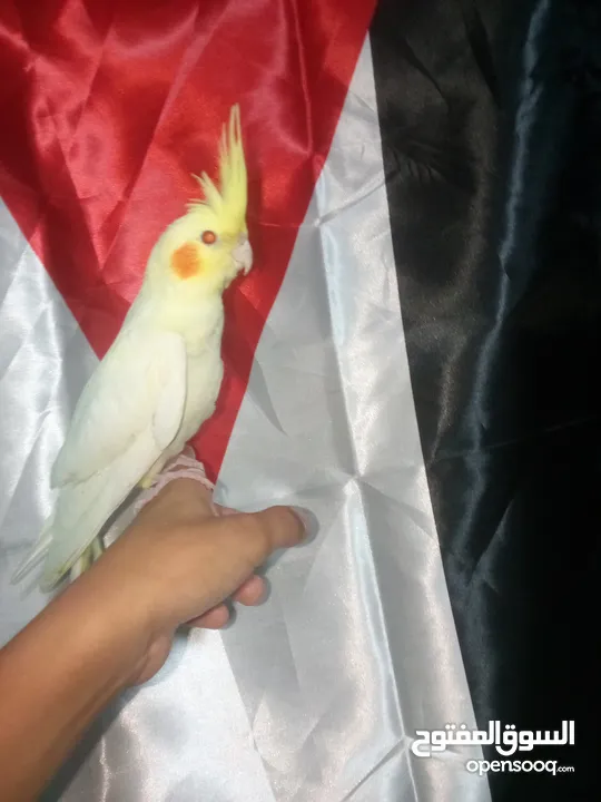 طير كوكتيل للبيع