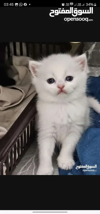 Adorable British Shorthair Kittens Looking for Their Forever Homes – Ready to Join Your Family