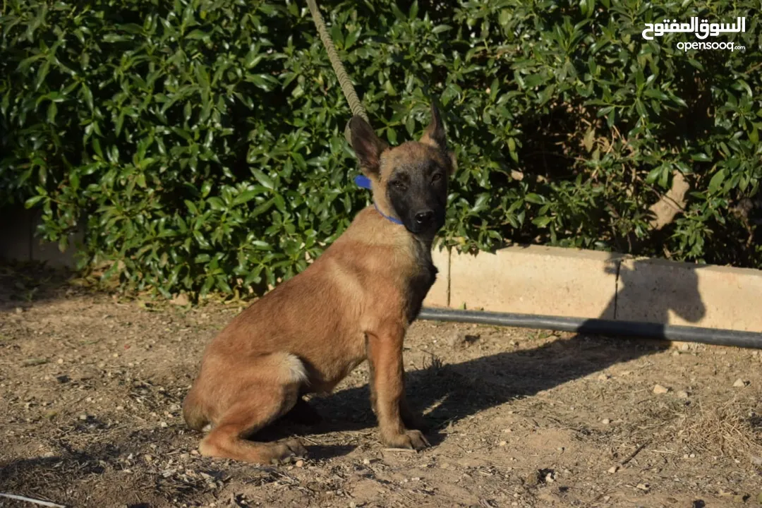 جراء بلجن مالينو و الراعي الهولندي (Belgian Malinois & Dutch Shepherd)