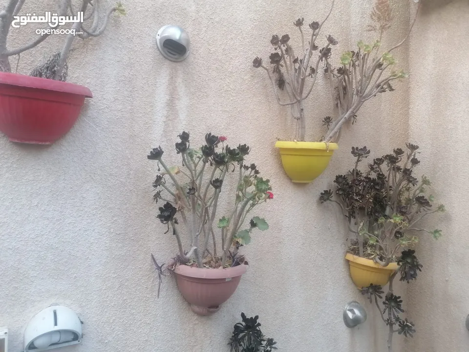 كوارات زرع بسعر مغري