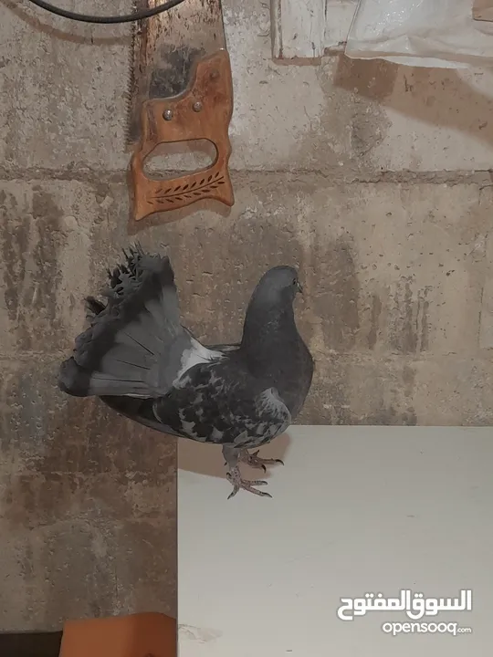 حمام هزاز للببع