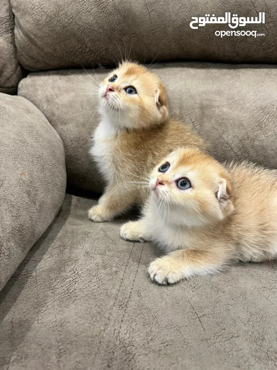 Cat kittens / Gold Scottish kittens