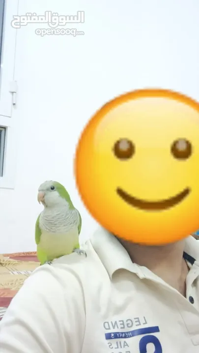 Fully tamed, talking, close ringed monk parakeet for urgent sale