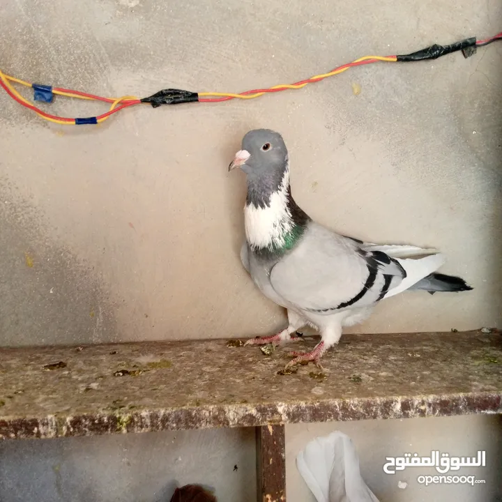 طيرة امازوني للبيع