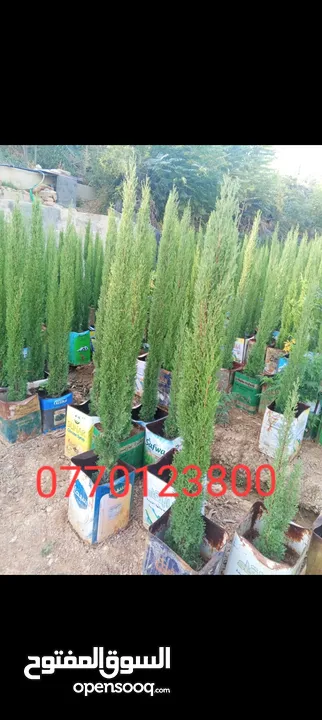 جميع انواع الاشجار الزينه والمثمره بأفضل الاسعار