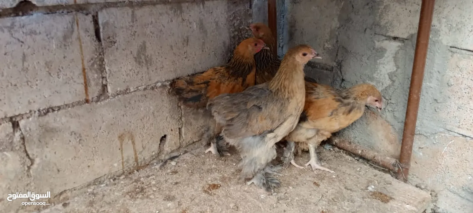متاح صيصان براهما عمر 5 اشهر