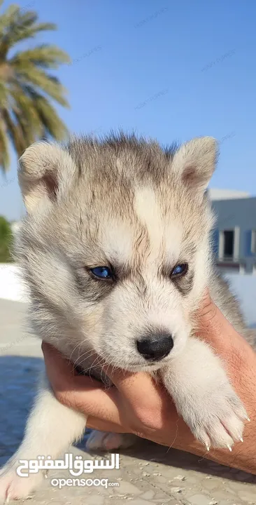 husky puppies available