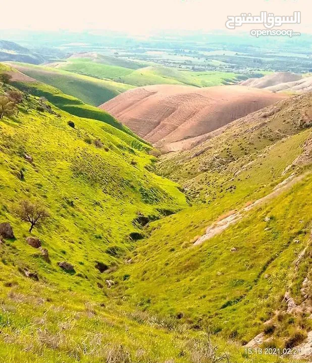 10 دونم شفا غوري من المالك